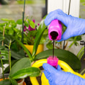 Essential Orchid Care Tips: Using Water-Soluble Fertilizers Effectively