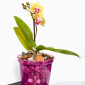 Essential Orchid Care Tips for Supporting Stem Growth