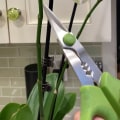 Essential Orchid Care Tips: Should You Remove Dead Flowers?