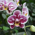 Choosing the Right Fertilizer for Your Orchids: Specialized vs. General Options
