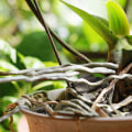 Understanding Aerial Roots: Should You Remove Them from Your Orchid?