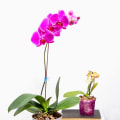 Essential Orchid Care Tips: Understanding Fertilization Needs