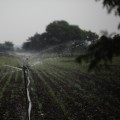 Orchid Care & Irrigation Excellence in Loudoun County