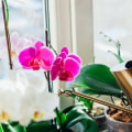 Watering Orchids: Is Tap Water Safe for Your Plants?