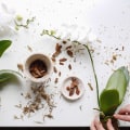 Signs Your Orchid Needs Repotting: Essential Orchid Care Tips