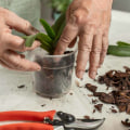 Essential Orchid Care Tips: Mastering the Art of Pruning