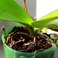 Identifying Unhealthy Orchids: Key Signs and Care Tips