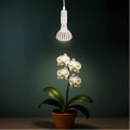 Enhancing Orchid Growth: The Role of Grow Lights in Orchid Care