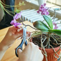 Recognizing the Right Time to Divide Your Orchids for Optimal Care