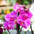Understanding Orchid Blooming: Key Care Tips for Your Orchid's Next Flowering