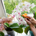 Essential Tips for Keeping Your Orchid Leaves Clean and Healthy