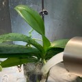 Effective Techniques for Watering Orchids Without Wetting the Leaves