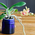 Essential Tips for Growing Orchids Indoors Successfully