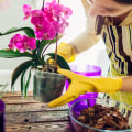 Essential Orchid Care Tips for Summer: Keeping Your Orchids Thriving Outdoors