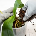 Choosing the Right Soil for Healthy Orchids: Essential Orchid Care Tips
