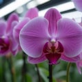 Enhance Your Garden with Orchid Care and Low Voltage Lighting in Austin