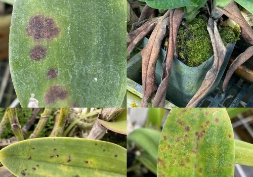 Essential Orchid Care Tips: Identifying and Preventing Common Pests