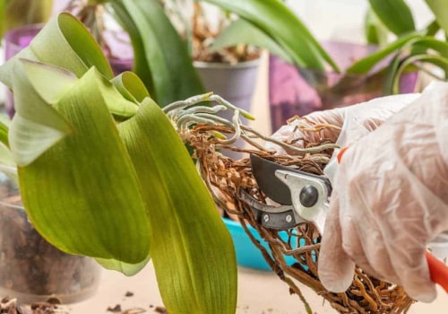 Essential Orchid Care Tips: Mastering the Art of Pruning Your Orchid