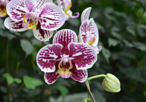 Choosing the Right Fertilizer for Your Orchids: Specialized vs. General Options