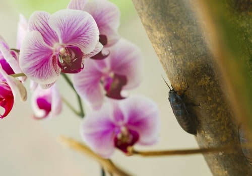 Essential Orchid Care Tips: Identifying and Managing Common Pests