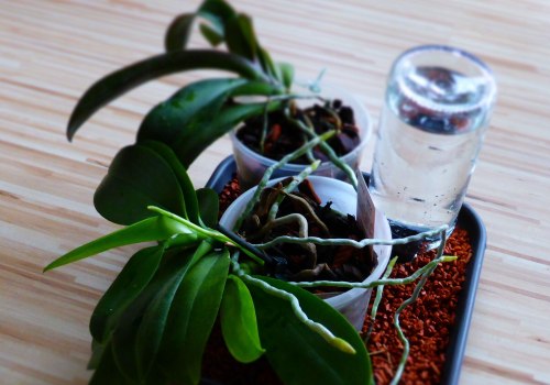 Enhancing Orchid Care: The Role of Humidifiers in Maintaining Ideal Humidity Levels