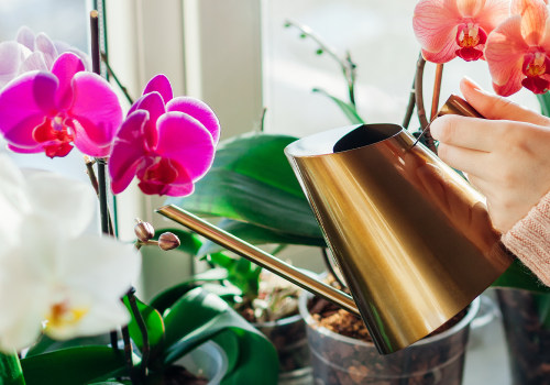 Essential Orchid Care Tips: Mastering the Art of Watering Your Orchids