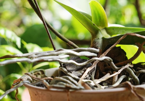 Understanding Aerial Roots: Should You Remove Them from Your Orchid?