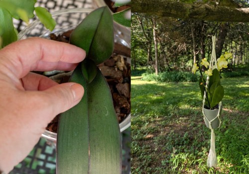 Essential Tips for Safely Transporting Your Orchids