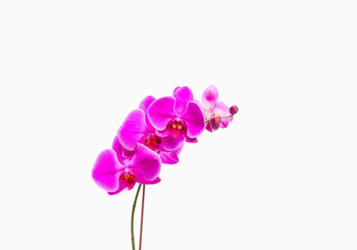 Understanding Light Needs for Your Orchids: Essential Care Tips