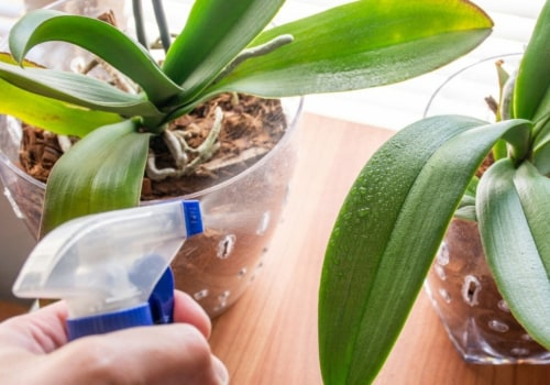 Essential Orchid Care Tips: Should You Mist Your Orchid's Leaves?