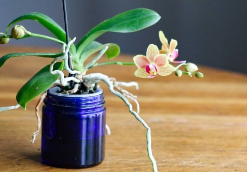 Essential Orchid Care Tips: Understanding Watering Needs