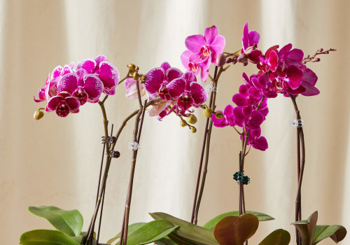 Essential Orchid Care Tips: Understanding Misting and More
