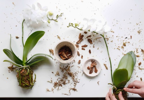 Signs Your Orchid Needs Repotting: Essential Orchid Care Tips