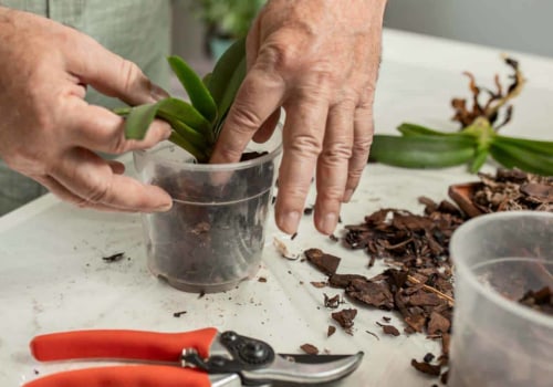 Essential Orchid Care Tips: Mastering the Art of Pruning