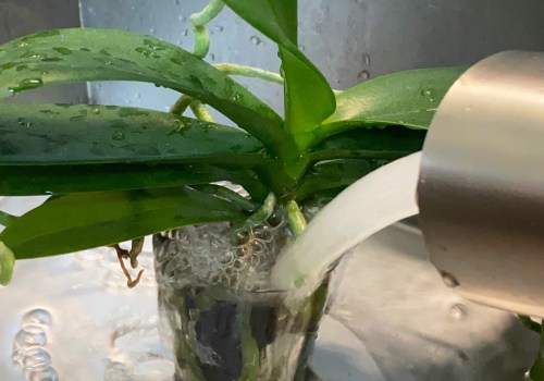 Watering Your Orchid: Is Tap Water Safe?
