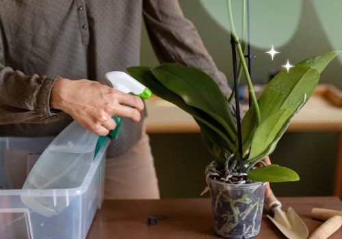 Essential Orchid Care Tips for Protecting Your Plants from Extreme Temperatures