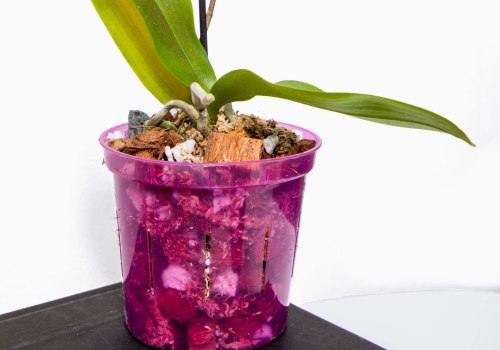 Essential Orchid Care Tips for Thriving Plants