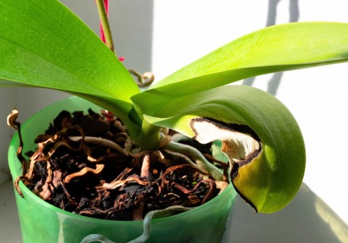 Identifying Unhealthy Orchids: Key Signs and Care Tips