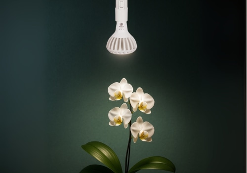 Enhancing Orchid Growth: The Role of Grow Lights in Orchid Care