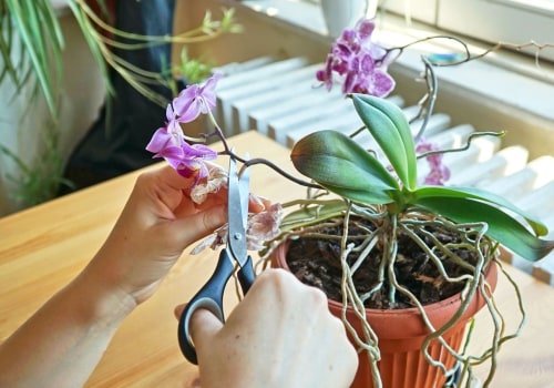 Recognizing the Right Time to Divide Your Orchids for Optimal Care