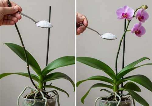 Enhancing Orchid Growth with the Right Tools and Care Approach
