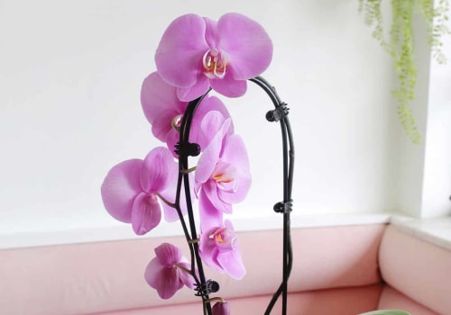 Essential Orchid Care Tips: Ensuring Your Orchid Gets the Right Humidity