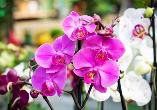 Understanding Orchid Blooming: Key Care Tips for Your Orchid's Next Flowering
