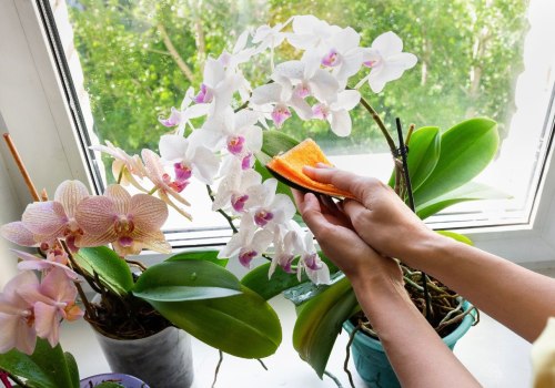 Essential Tips for Keeping Your Orchid Leaves Clean and Healthy