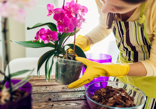Essential Orchid Care Tips for Summer: Keeping Your Orchids Thriving Outdoors