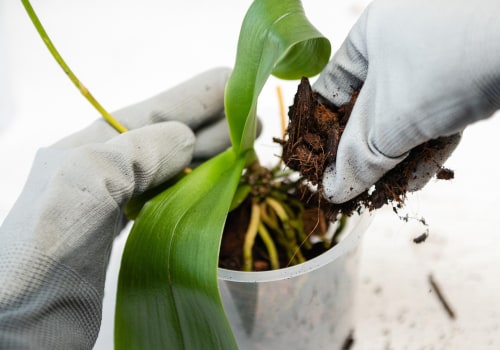 Choosing the Right Soil for Healthy Orchids: Essential Orchid Care Tips