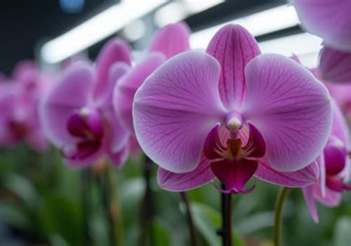Enhance Your Garden with Orchid Care and Low Voltage Lighting in Austin